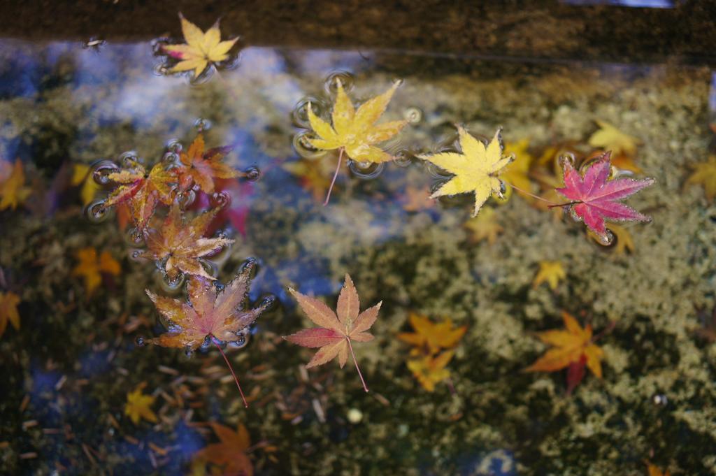 Jeugiya Villa Kyoto Dış mekan fotoğraf