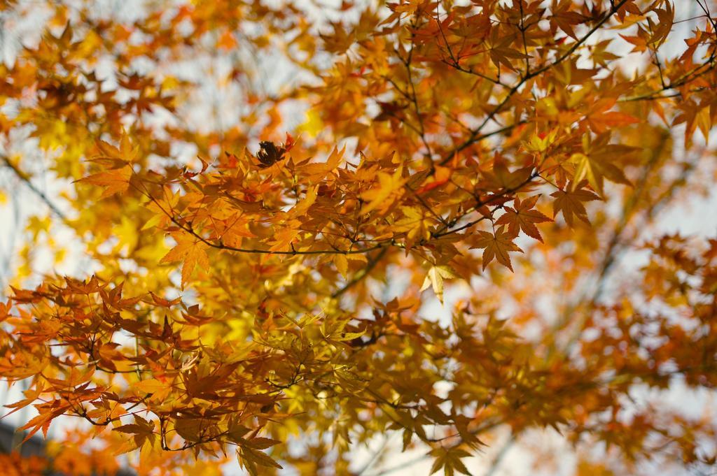 Jeugiya Villa Kyoto Dış mekan fotoğraf